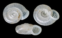 V. parvula shells