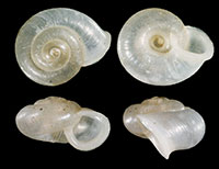 V. pulchella shells