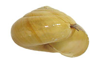 V. acerra shell side
