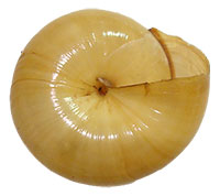 V. acerra shell bottom