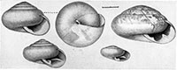 V. cerinoideus shells