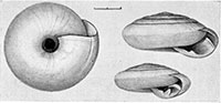 V. coelaxis shells