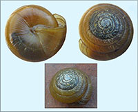 V. collisella shells
