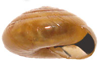 V. gularis shell side