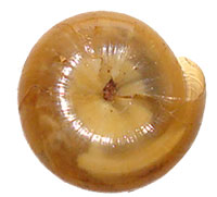 V. gularis shell bottom