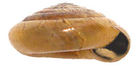 V. lasmodon shell side