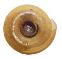 V. lasmodon shell bottom