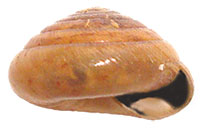 V. lawae shell side
