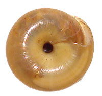 V. lawae shell bottom