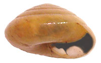 V. pilsbryi shell side