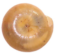 V. pilsbryi shell bottom