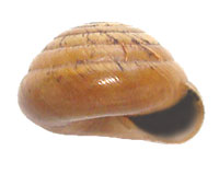 V. theloides shell side
