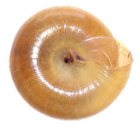 V. theloides shell bottom