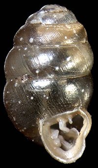 Vertigo Alabamensis shell
