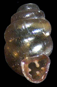 Vertigo bollesiana shell