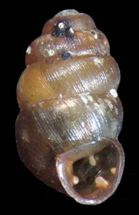 Vertigo cristata shell