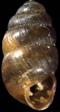 Vertigo gouldii shell