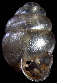 Vertigo malleata shell