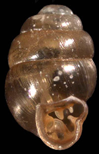 Vertigo milium shell