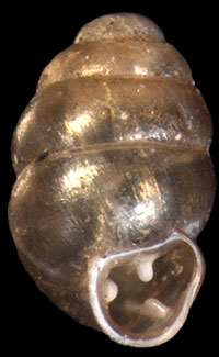 Vertigo parvula shell