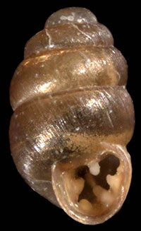 Vertigo pygmaea shell