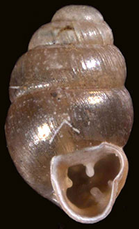 Vertigo tridentata shell
