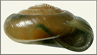 Zonitoides elliotti shell