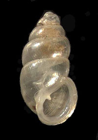 C. exiguum shell