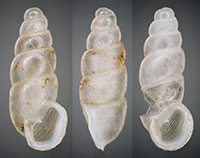 C. exile shells