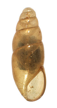 C. morseana shell
