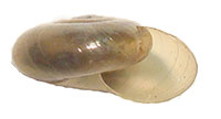 G. carolinensis shell side
