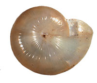 G. carolinensis shell bottom