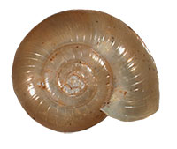 G. carolinensis shell top