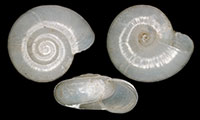 G. lewisiana shells