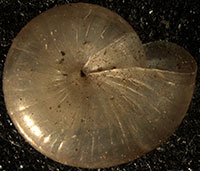 G. picea shell bottom