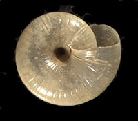 G. rhoadsi shell bottom