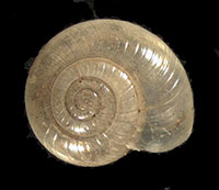 G. rhoadsi shell top