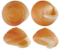 H. occulta shells