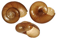 Mesomphix capnodes shell images