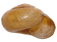 M. rugeli shell side