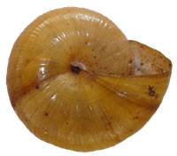 M. rugeli shell bottom