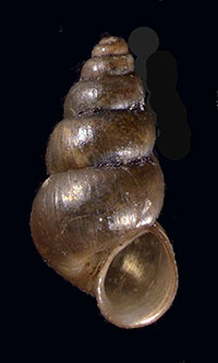 P. lapidaria shell