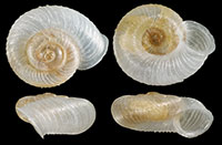 V. perspectiva shells