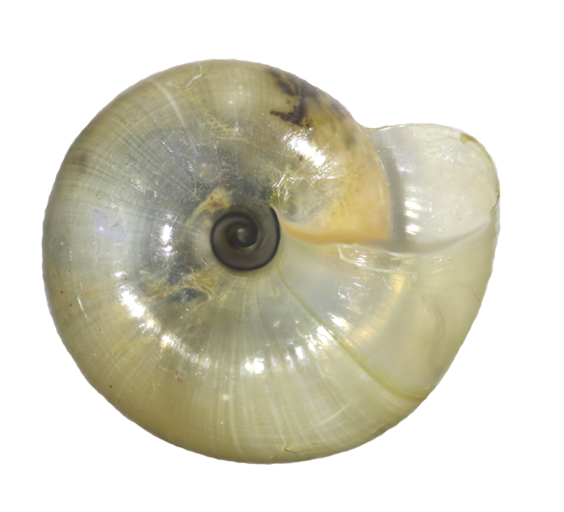 Mollusks : Carnegie Museum of Natural History