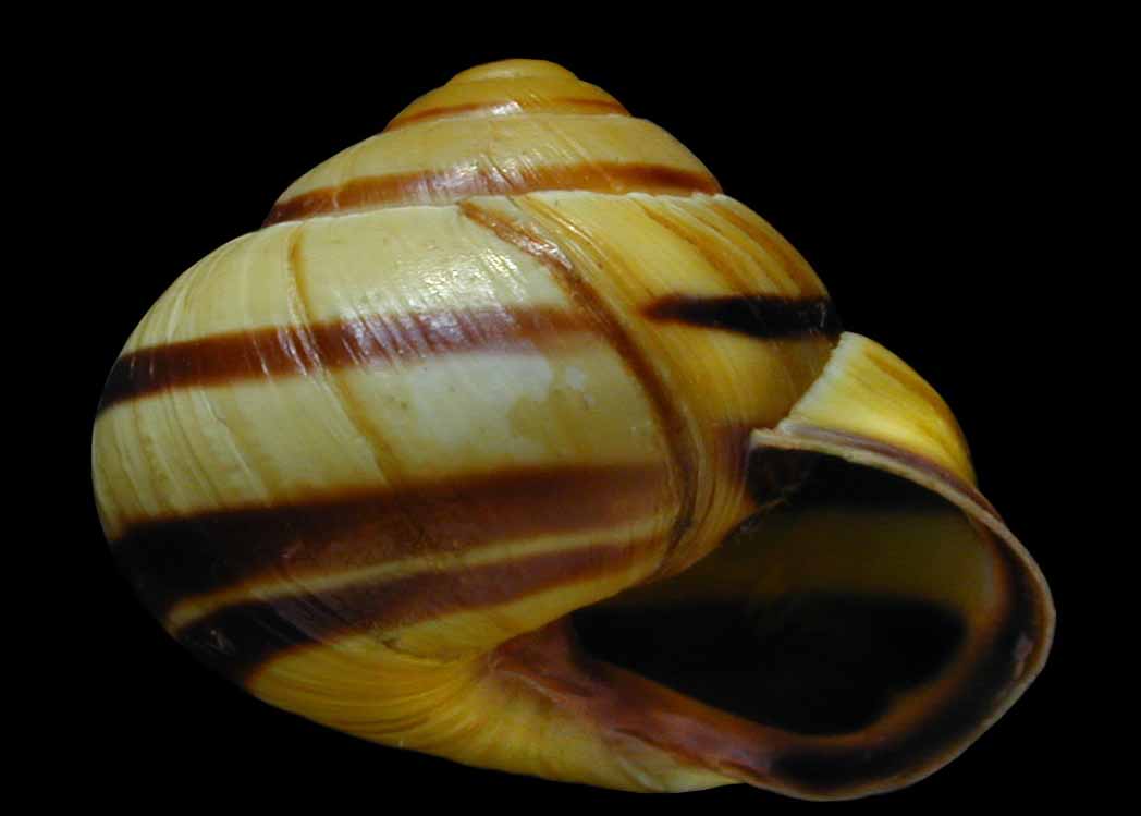 Cepaea Shell Mollusks : Carnegie Museum of Natural History