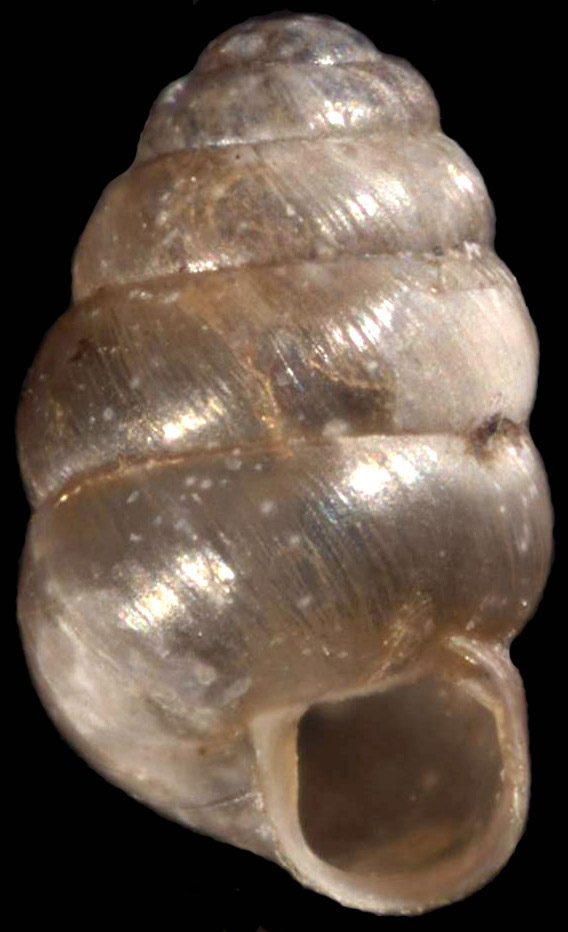 Mollusks : Carnegie Museum of Natural History
