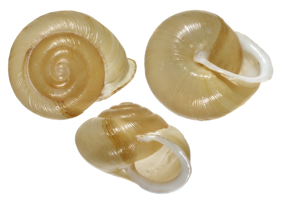 Mollusks : Carnegie Museum of Natural History