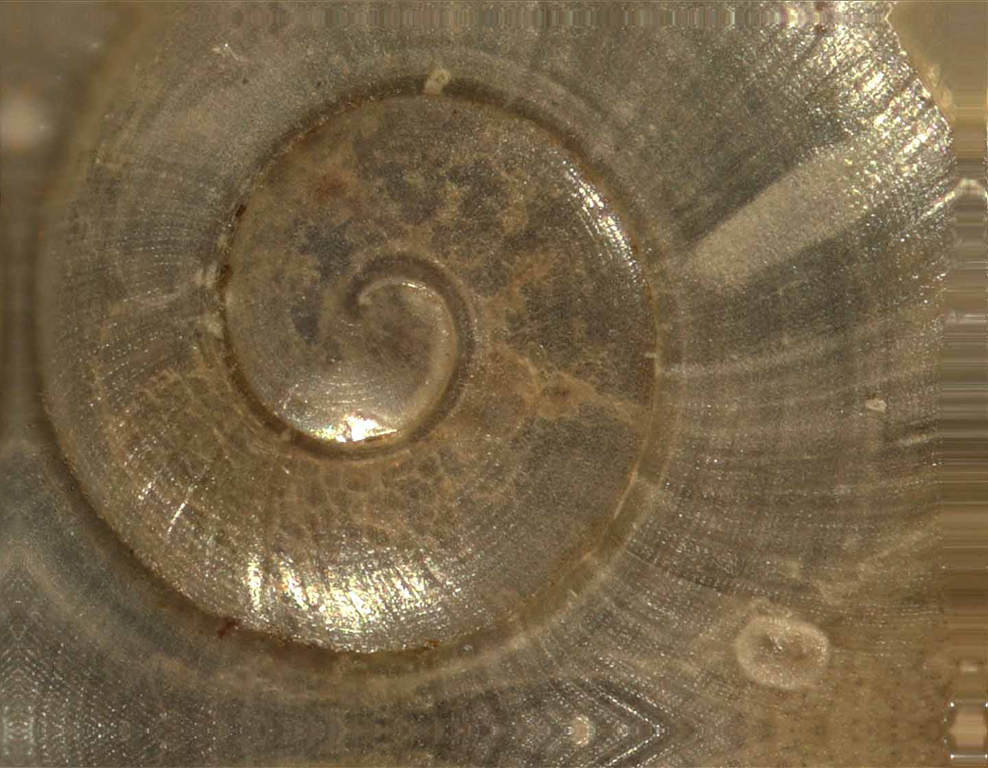 Mollusks : Carnegie Museum of Natural History
