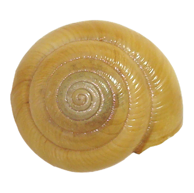 Mollusks : Carnegie Museum of Natural History
