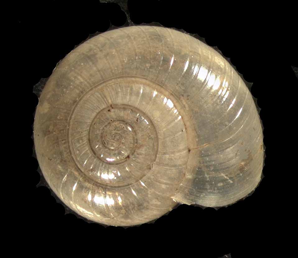 Mollusks : Carnegie Museum of Natural History